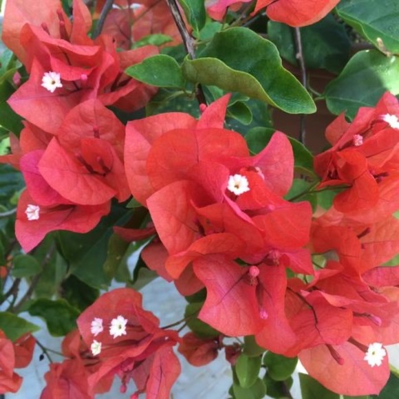 Meet your Posher, Roxy - Picture 1 of 1